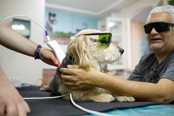 a dog wearing goggles and sunglasses