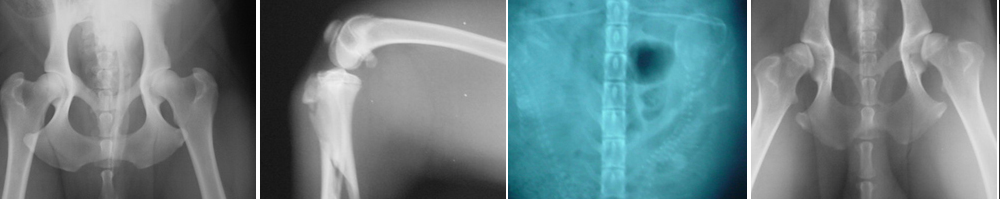 pet radiology images