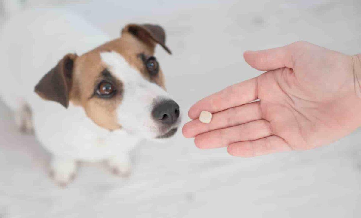 A dog takes heartworm prevention medicine.